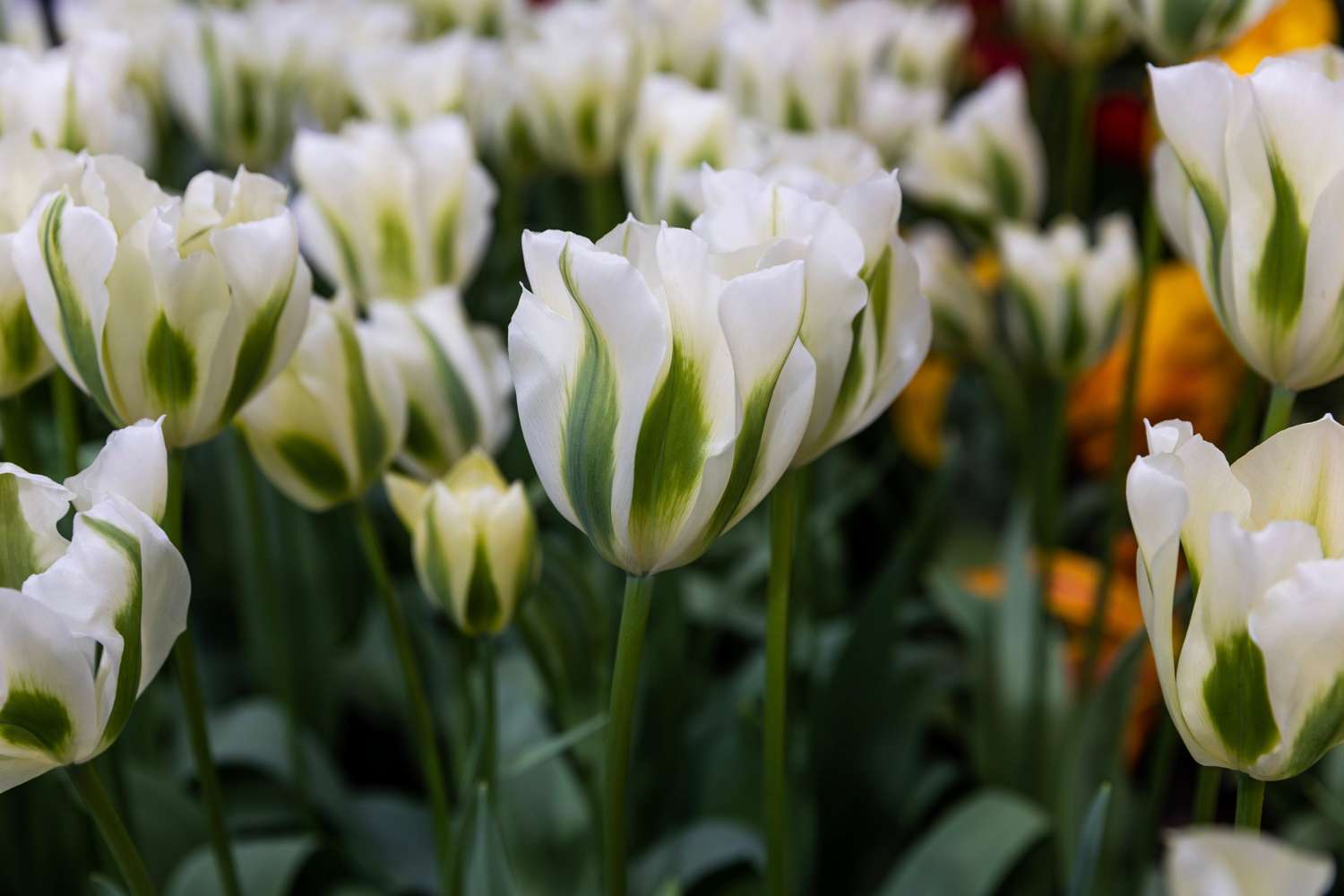 Tulipe 'Spring Green'